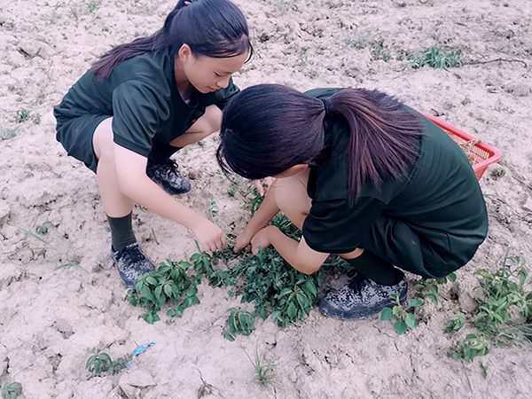 学生在启德特训学校劳动基地采摘野菜